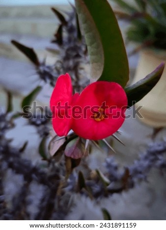 Group of red flowers in a garden on a bush. 