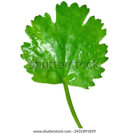Coriander leaf | Coriander Royalty-Free Photos and Stock Images  Seeds Royalty-Free Photos and Stock Images |Coriander Bunch Royalty-Free Photos and Stock Images |  Plant Coriander Images