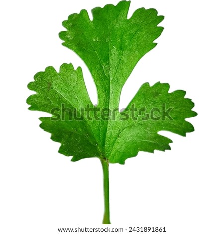 Coriander leaf | Coriander Royalty-Free Photos and Stock Images  Seeds Royalty-Free Photos and Stock Images |Coriander Bunch Royalty-Free Photos and Stock Images |  Plant Coriander Images