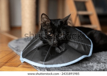 The cat wears a cone collar to protect and prevent licking the wound after sterilization. Neutering the male cat. Sick cat concept. wearing a transparent plastic Elizabethan collar, plastic cone Royalty-Free Stock Photo #2431891985