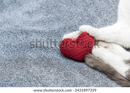 Red knitted heart in the paws of a cat. a gray and black fluffy cat for Valentine's Day or postcard. Textured background with a cat. copy space. valentine's day, lovers day, love concept Royalty-Free Stock Photo #2431897339