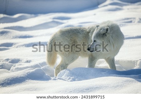 Arctic wolf (Canis lupus arctos) in the deep snow
