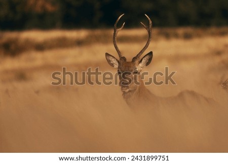 The red deer (Cervus elaphus) in the ferns in the pasture Royalty-Free Stock Photo #2431899751