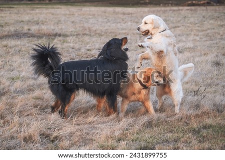 male black and gold Hovie dog hovawart and two golden retrievers playing in the meadow