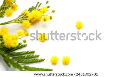 Mimosa spring flowers branch border design isolated on white background, top view. Bouquet of beautiful yellow fresh mimosa. Easter, Mother's Day holiday greeting card Royalty-Free Stock Photo #2431902701