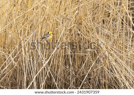 Colorful male Citrine wagtail standing on some dead reed on a wetland in coastal Estonia, Northern Europe Royalty-Free Stock Photo #2431907359