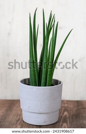 Sansevieria cylindrica Straight - Snake Plant Care, clean air plant Royalty-Free Stock Photo #2431908617
