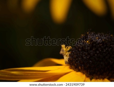 An ambush bug waits patiently for prey on top of a black eyed susan.