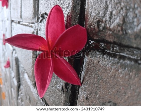 frangipani flowers fell on the wet terrace Royalty-Free Stock Photo #2431910749