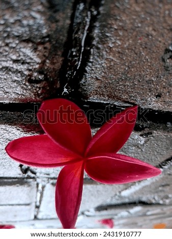 frangipani flowers fell on the wet terrace Royalty-Free Stock Photo #2431910777