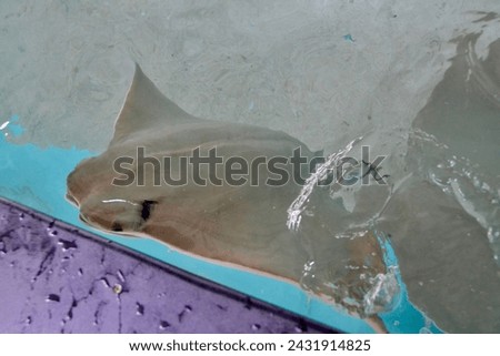 Cownose Rays (Rhinoptera bonasus) swimming in touch tank at Manatee Viewing Centre