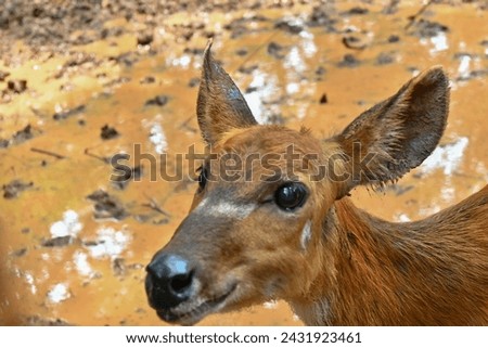 Female deer in close-up photo
