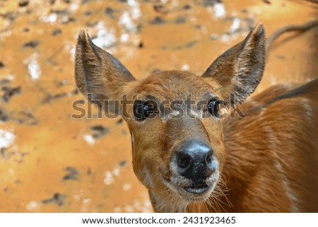 Female deer in close-up photo