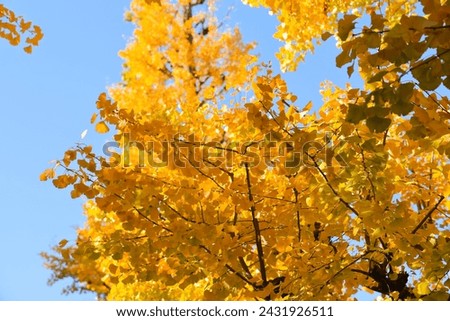 Nov 28 2023 ginkgo trees in autumn at Meijijingu Gaien in Tokyo