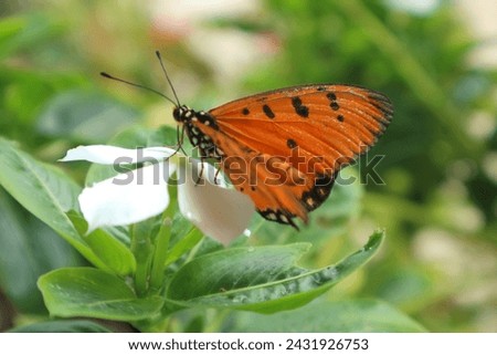 Danaus chrysippus, also known as the plain tiger is a medium-sized butterfly widespread in Asia, Australia and Africa Royalty-Free Stock Photo #2431926753