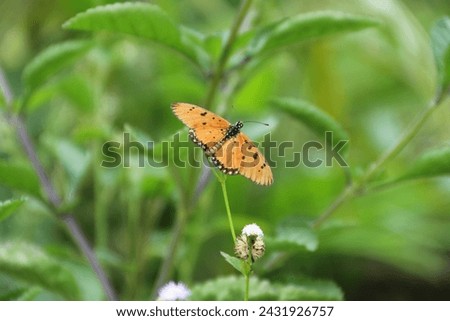 Danaus chrysippus, also known as the plain tiger is a medium-sized butterfly widespread in Asia, Australia and Africa Royalty-Free Stock Photo #2431926757