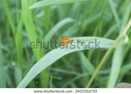 Danaus chrysippus, also known as the plain tiger is a medium-sized butterfly widespread in Asia, Australia and Africa Royalty-Free Stock Photo #2431926759