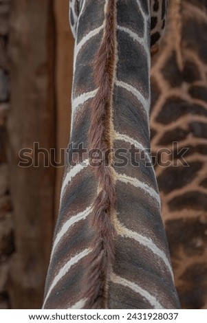 giraffe skin, texture, giraffe, beautiful giraffes background, background. Nubian giraffe