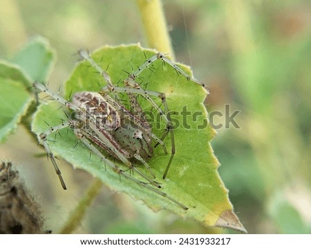 A spider sitting among the leaves