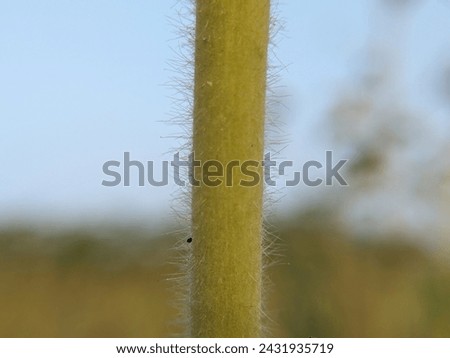 The stem part of the plant, macro images  Royalty-Free Stock Photo #2431935719