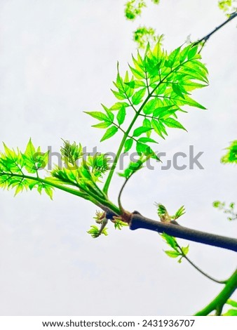 Tree new leaf isolated on white background 