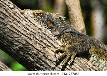 Iguanas, gentle animals that come from prehistory.
