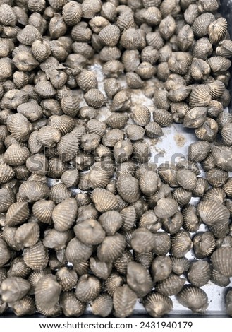 a photography of a tray of clams on a table. Royalty-Free Stock Photo #2431940179