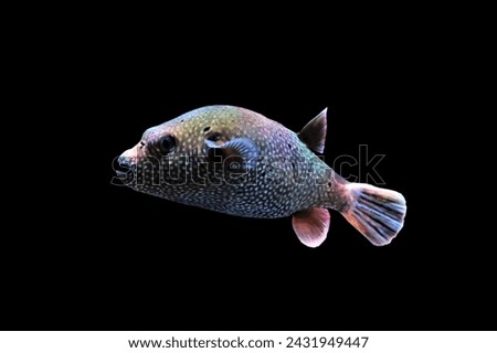 Guineafowl puffer (golden puffer) on isolated black background. Arothron meleagris is marine pufferfish found near coral reefs, native to the Indo-Pacific and Eastern Pacific. Royalty-Free Stock Photo #2431949447