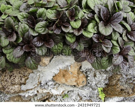 Dark Purple Bugle (Ajuga reptans 'Atropurpurea'). Striking purplish leaves and blue flower spikes, low-maintenance. It ideal for covering large areas and suppressing weeds. Royalty-Free Stock Photo #2431949721