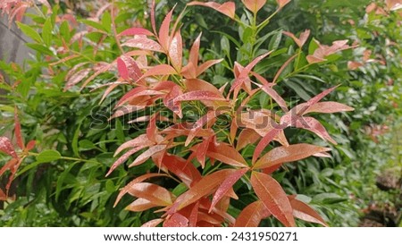 Red ornamental plants in front of the house