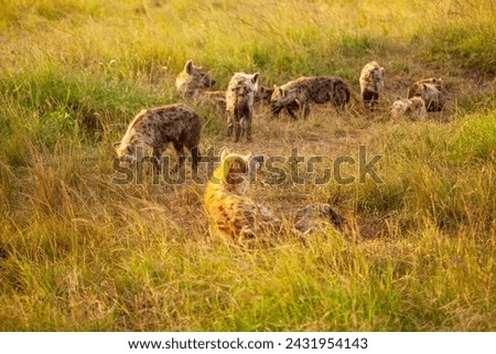 Spotted hyena family in Masai Mara, Kenya.
