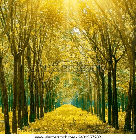 "Vibrant forest scene showcasing lush greenery, towering trees, and serene natural beauty. Ideal for environmental, travel, and relaxation concepts." Royalty-Free Stock Photo #2431957289