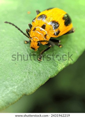 leaf beetles Chrysomelida insect macro photography 