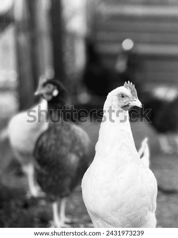 Black and white of small hens in the barnyard. Rustic farmhouse. 