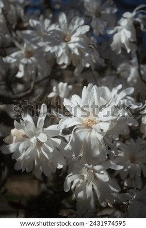 Star Magnolia Tree Blossom Closeup
