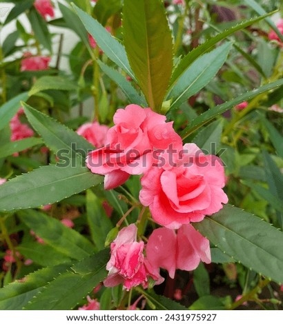 Beautiful pink flower blooming in garden, nature photography, natural gardening background, floral wallpaper 