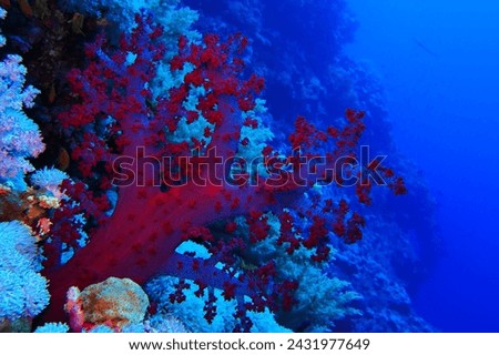 Vivid dark red coral on the coral reef. Tropical reef, underwater photography. Detail of marine life, travel picture. Wildlife in the deep ocean. Blue water and corals.