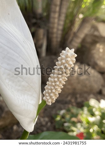 commonly called peace lily. Spathiphyllum cochlearispathum is a plant species in the family Araceae