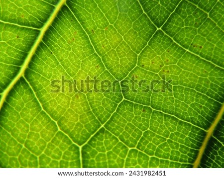 This high-resolution stock photo magnifies the vibrant veins and intricate cellular patterns of a green leaf, offering a stunning close-up look at nature's artistry.