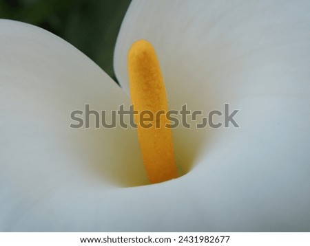 Immerse in the gentle elegance of this high-resolution stock photo featuring a close-up of a white calla lily's graceful curves with a golden spadix at its heart.