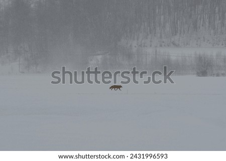 Snow Landscape Hokkaido Japan with Fox and Trees. High quality photo