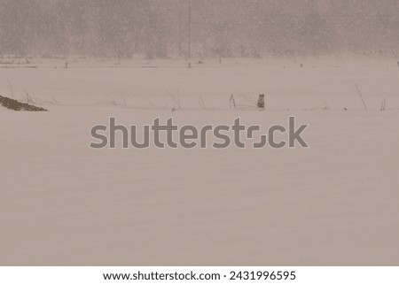 Snow Landscape Hokkaido Japan with Fox and Trees. High quality photo