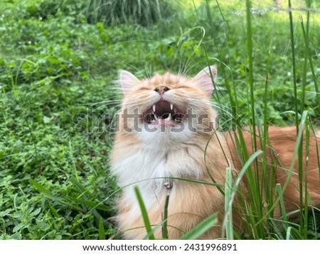 Tubby cat playing in the grass, looks like he is laughing out loud. Royalty-Free Stock Photo #2431996891