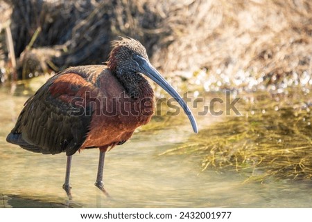 The glossy ibis, latin name Plegadis falcinellus, searching for food in the shallow lagoon. A brown ibis stands in the water on the shore of the lake. Royalty-Free Stock Photo #2432001977