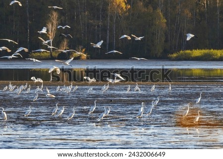 White heron, (Ardea alba, Egretta alba), autumn landscape in Trebonsko region, Southern Bohemia, Czech Republic Royalty-Free Stock Photo #2432006649
