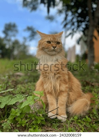 Tubby cat sitting on the grass in the front yard of the house. Royalty-Free Stock Photo #2432008159