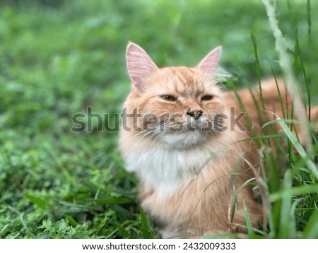 Tubby cat lazing on the grass in the front yard of the house. Royalty-Free Stock Photo #2432009333