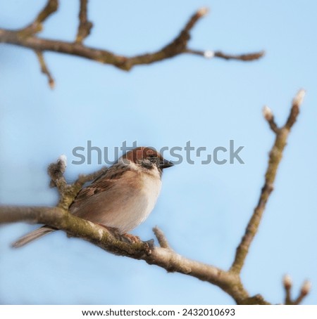 Eurasian tree sparrow, nature and sky with bird, balance and feather for rest with ornithology. Garden, autumn and season with closeup, wildlife and ecosystem outdoor on branch in environment