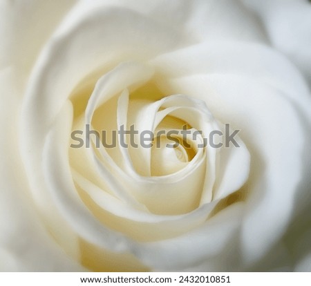 Rose, flower closeup with nature or environment, Spring and natural background for gardening. Ecology, landscape or wallpaper with white plant in garden, growth and green with blossom for botany