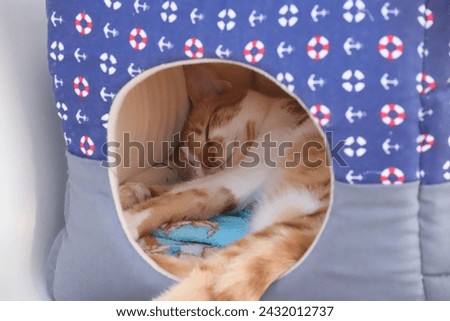 A Ginger and White juvenile, cute, Domestic Cat, that looks adorable, sleeping in a cushioned fabric Box  House, lay on a light Blue and patterned Fleece Blanket with it's Tail and leg trailing out. Royalty-Free Stock Photo #2432012737